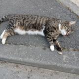 Picture of cat found at Montussan