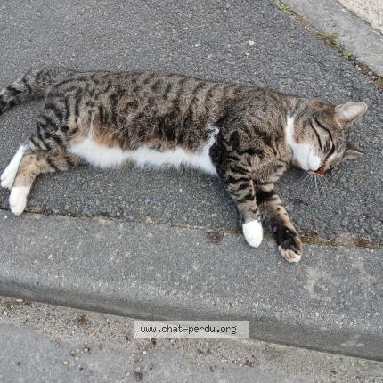 Photo 1/1 Found cat Found in Montussan