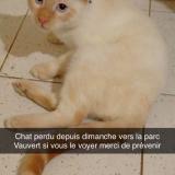 Picture of cat lost at Clamecy
