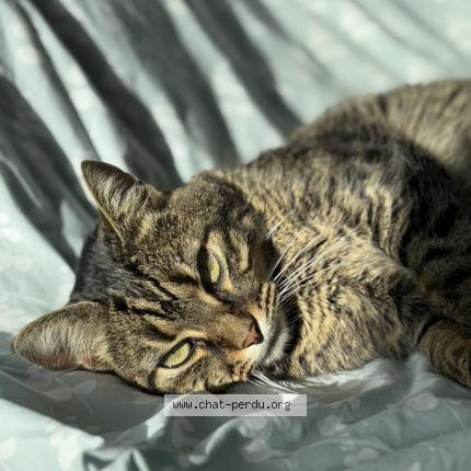 Photo 1/1 magic Chat lost in Saint nazaire