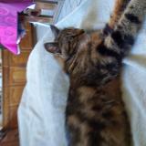 Picture of cat lost at Andenne