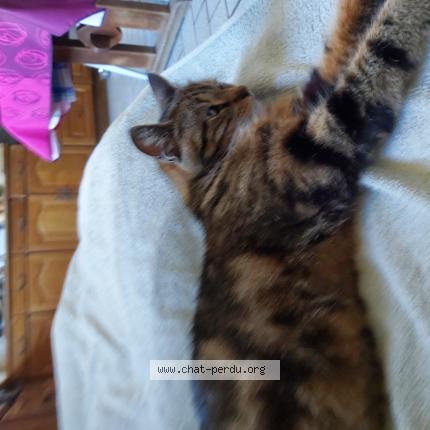 Photo 1/1 Kiwi Chat lost in Andenne