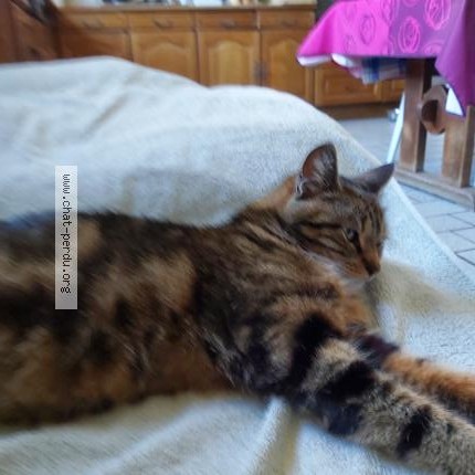 Foto 1/1 Kiwi Kat vermist in Andenne