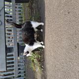 Picture of cat found at Caen