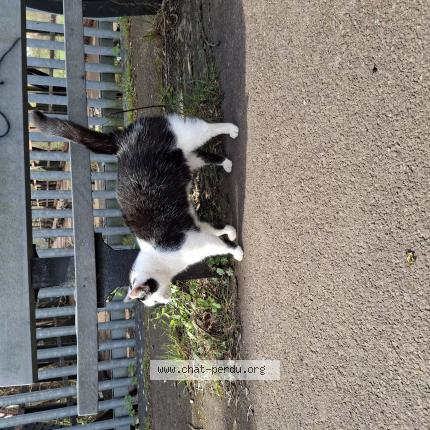 Photo 1/1 Found cat Found in Caen