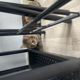 Picture of cat found at St Jean Le Blanc