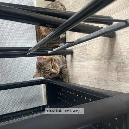 Photo 1/1 Found cat Found in St jean le blanc