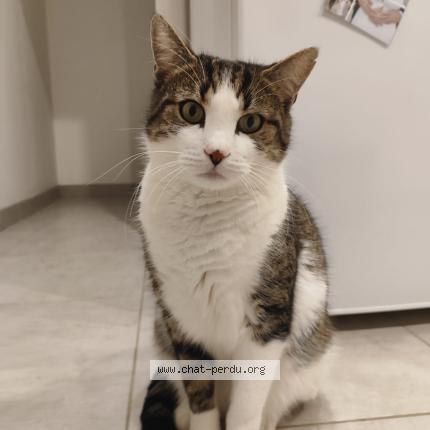 Photo 1/1 TOKYO Chat lost in St georges sur loire