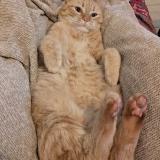 Picture of cat lost at Reze