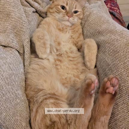 Photo 1/1 Loukoum Chat lost in Reze