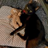 Picture of cat lost at Notre Dame Des Landes