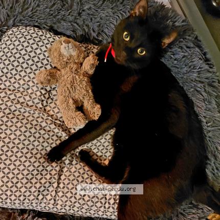 Photo 1/1 Léon Chat lost in Notre dame des landes