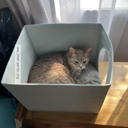 Photo 1/1 Matoune Chat lost in Longueuil