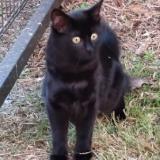 Picture of cat lost at La Brede