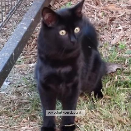 Photo 1/1 Lune Chat lost in La brede