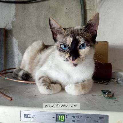 Photo 1/1 mia Chat lost in Champforgeuil