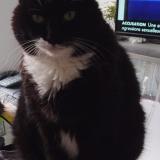 Picture of cat lost at La Roche Sur Yon