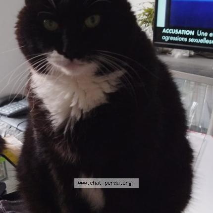 Photo 1/1 EDEN Chat lost in La roche sur yon