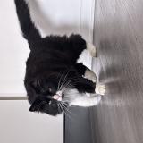 Picture of cat found at Marcy L Etoile