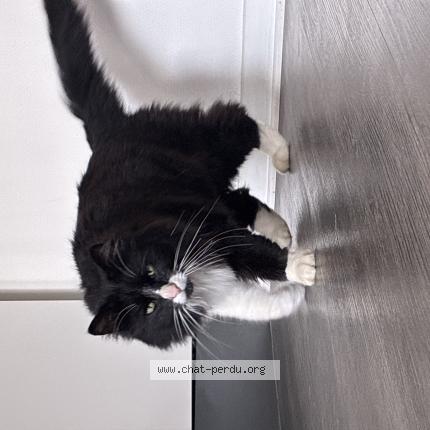 Photo 1/1 Found cat Found in Marcy l etoile