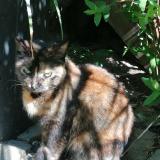 Picture of cat found at Brest