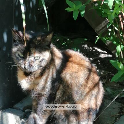 Photo 1/1 Found cat Found in Brest