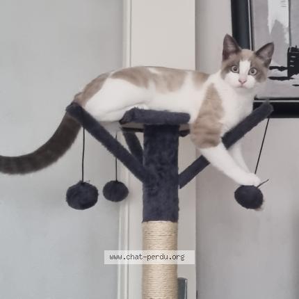 Photo 1/1 Eva Chat lost in La meziere