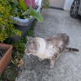 Picture of cat found at Canet