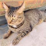 Picture of cat lost at Longchamp