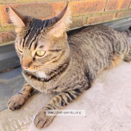 Photo 1/1 Elliot Chat lost in Longchamp