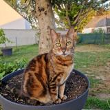 Picture of cat lost at Grandchamp Des Fontaines