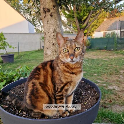 Photo 1/1 JAYA Chat lost in Grandchamp des fontaines