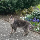 Picture of cat found at Kerbach