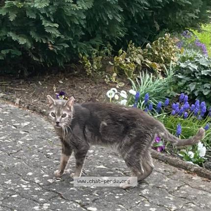 Photo 1/1 Found cat Found in Kerbach