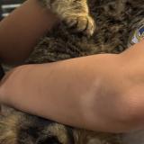 Picture of cat lost at Nogna