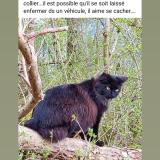 Picture of cat lost at Taninges