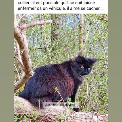 Photo 1/1 Pitch Chat lost in Taninges