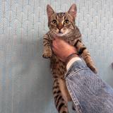 Picture of cat found at Paria