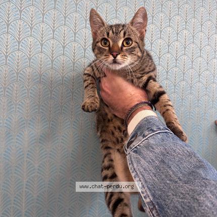 Photo 1/1 Found cat Found in Paria