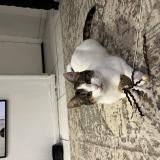 Picture of cat lost at Arlay