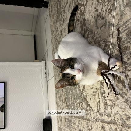 Photo 1/1 Cerise Chat lost in Arlay