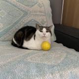 Picture of cat lost at Challes Les Eaux