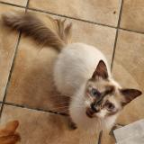 Picture of cat lost at Le Tampon