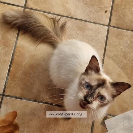 Photo 1/1 Josephine Chat lost in Le tampon