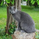 Picture of cat lost at Varredes