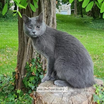 Photo 1/1 Tew Chat lost in Varredes