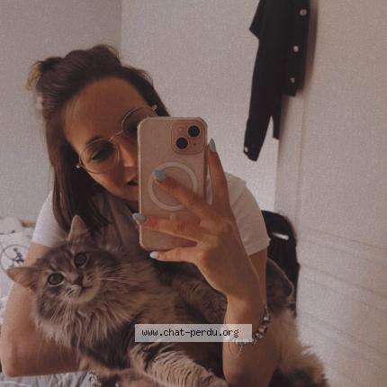 Photo 1/1 Bébé chat Chat lost in Saint andre d hebertot