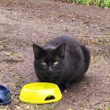 Picture of cat found at Langan