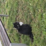 Picture of cat lost at Villecroze