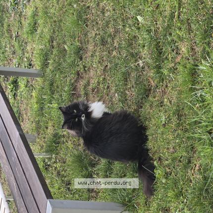 Photo 1/1 Bella Chat lost in Villecroze